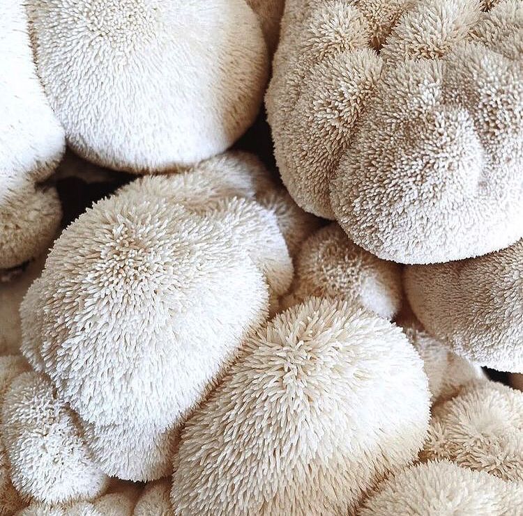 Melena de León 90 gr - Keho Fungi