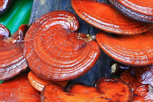 Reishi 90 gr - Keho Fungi