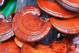 Reishi 90 gr - Keho Fungi