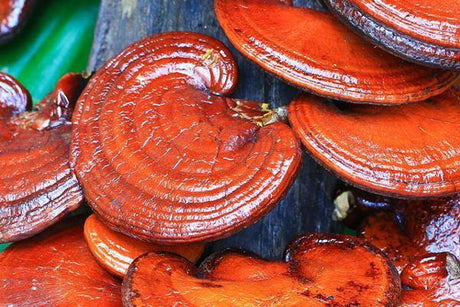 Reishi 90 gr - Keho Fungi
